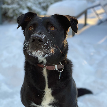 Tux The Most Handsome Doggy