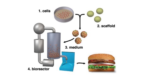 Cell Cultured Foods