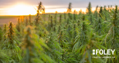 A dense field of mature hemp plants under a cloudy sunset sky, with the Foley & Lardner LLP logo in the lower right corner, highlighting their expertise as leading lawyers in Chicago.
