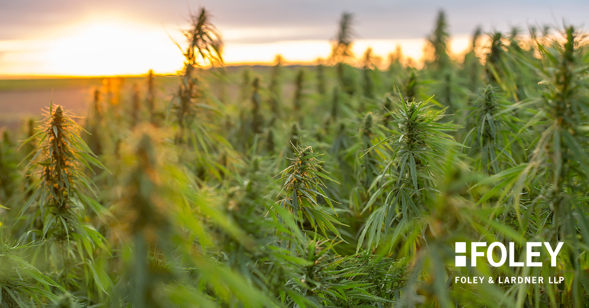 A dense field of mature hemp plants under a cloudy sunset sky, with the Foley & Lardner LLP logo in the lower right corner, highlighting their expertise as leading lawyers in Chicago.