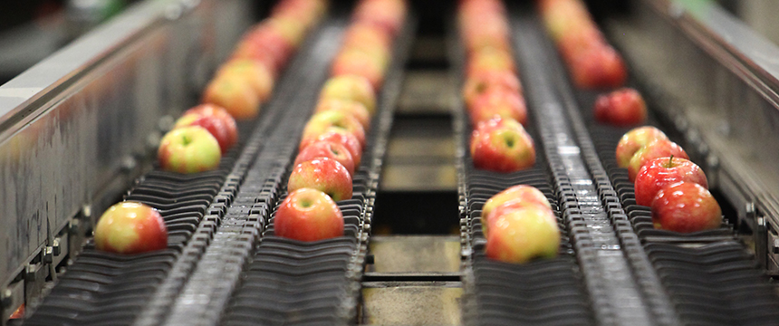 Apples on a conveyor belt.