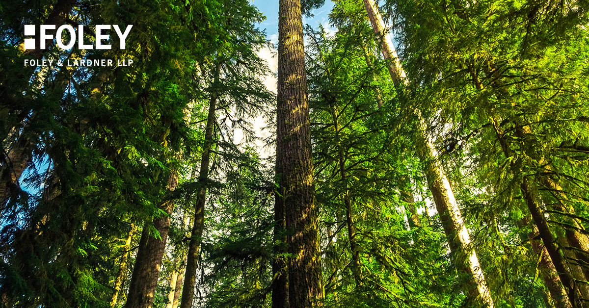 Tall evergreen trees in a dense forest with sunlight filtering through the branches; "Foley Foley & Lardner LLP," a leading corporate law office, logo in the top left corner.