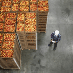 A worker in a hard hat stands next to tall stacks of crates filled with apples in a warehouse, holding a tablet and looking up.
